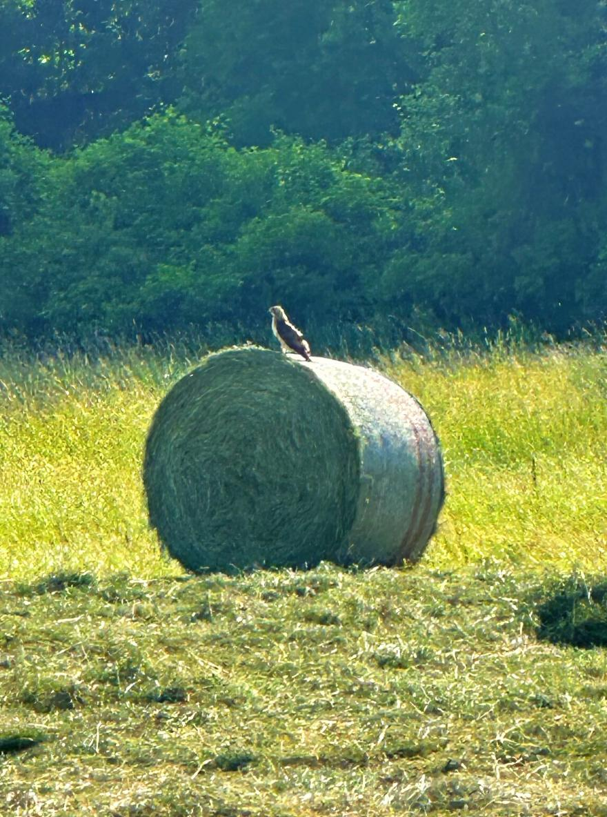 A red-tailed hawk perched on a round hay bale in a Redtail Cattle Company hay field